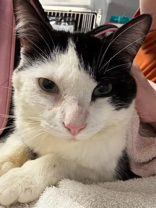 An adult medium-sized female Black & White / Tuxedo Domestic Short Hair cat named Robin for adoption in Cincinnati, OH