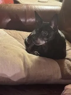A senior small-sized female Chihuahua dog named Rosalynn for adoption in Cumming, GA