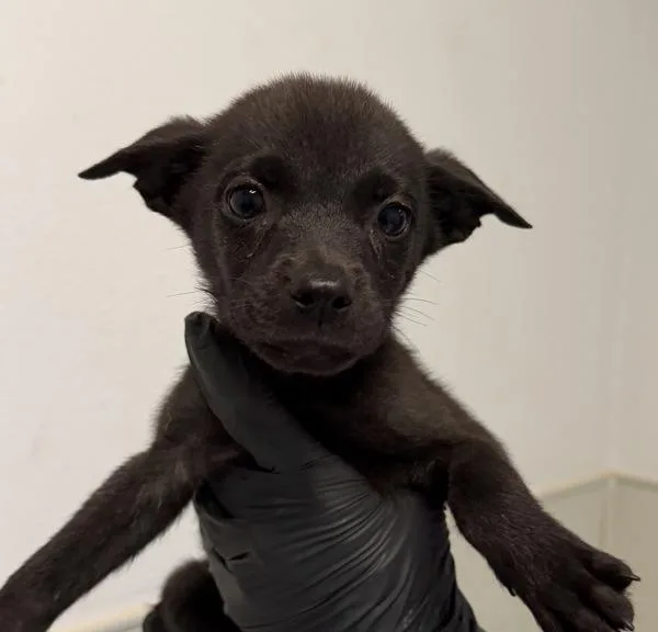 A baby small-sized female Labrador Retriever dog named Toot for adoption in San Diego, CA