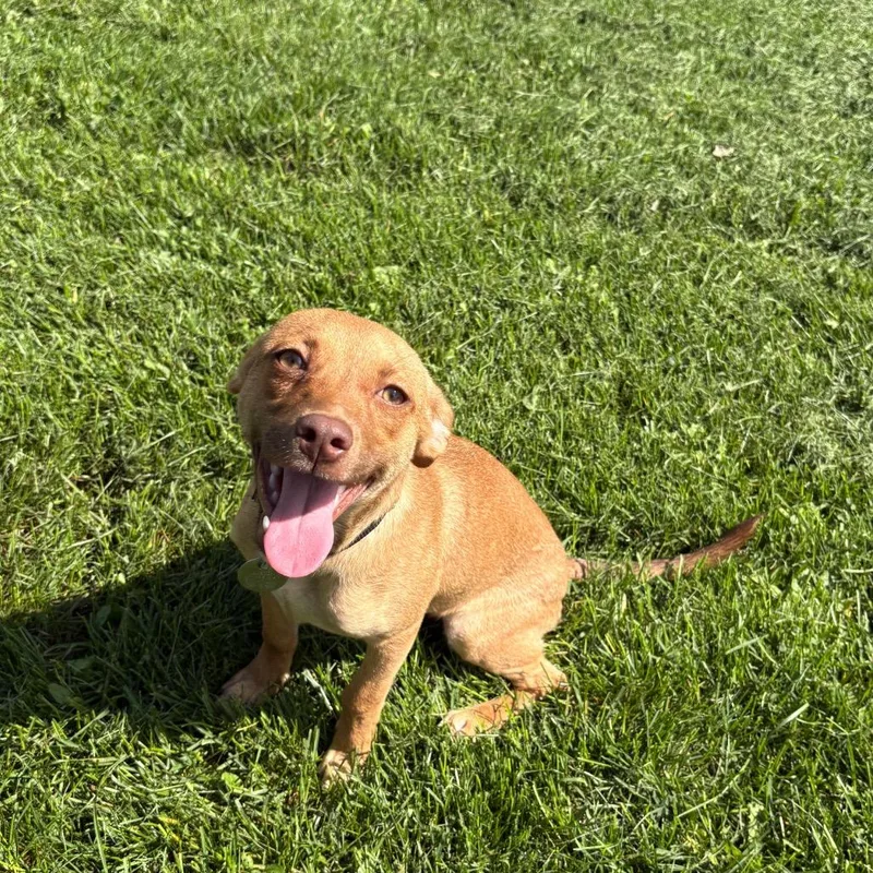 A young small-sized female Yellow / Tan / Blond / Fawn Catahoula Leopard Dog dog named Loni for adoption in Brookfield, WI