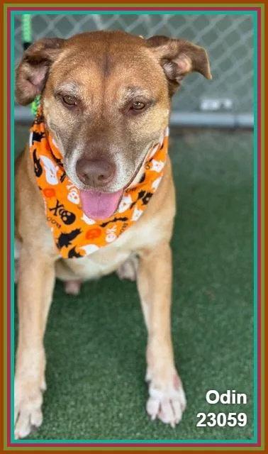 A senior medium-sized male Brown / Chocolate Golden Retriever dog named Odin for adoption in Marietta, GA