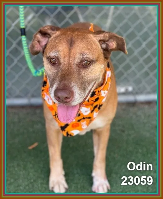 Odin thumbnail 3