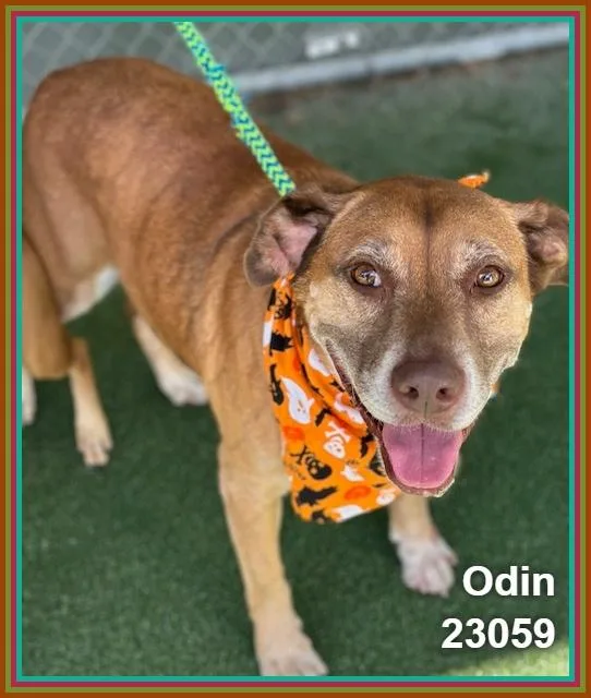 Odin thumbnail 4