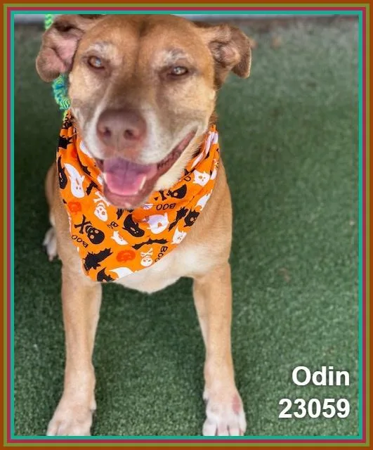 Odin thumbnail 6