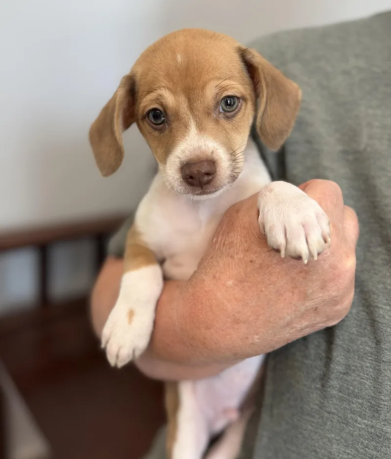 A baby small-sized male Red / Chestnut / Orange Beagle dog named Robin for adoption in Lawrenceville, GA
