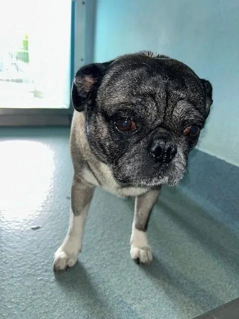 An adult large-sized male Pug dog named A for adoption in Baldwin Park, CA