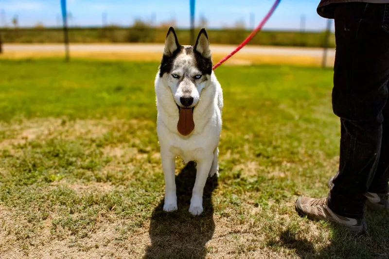 An adult large-sized male Husky dog named Spot for adoption in McFarland, CA