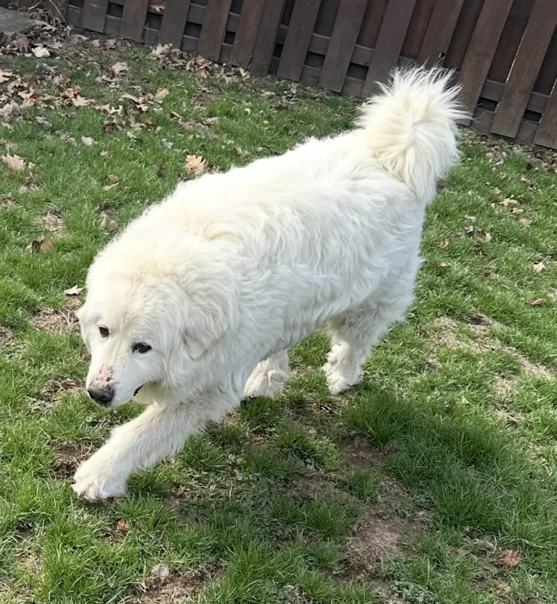 An adult extra large-sized male White / Cream Great Pyrenees dog named Alexander for adoption in Pittsburgh, PA