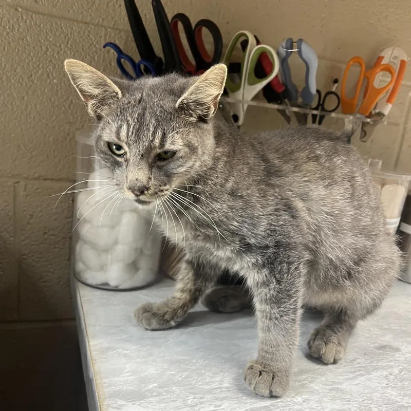 A senior medium-sized male Gray / Blue / Silver Domestic Short Hair cat named Crunchy Carl for adoption in Lewisburg, WV