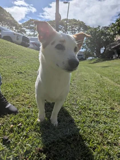 An adult small-sized male Terrier dog named Lil Huddy for adoption in Honolulu, HI