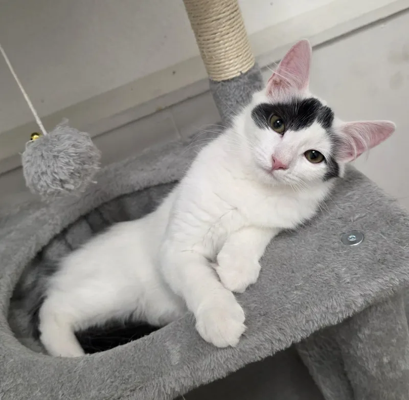 A young medium-sized female Black Domestic Medium Hair cat named Agnes for adoption in Litchfield Park, AZ