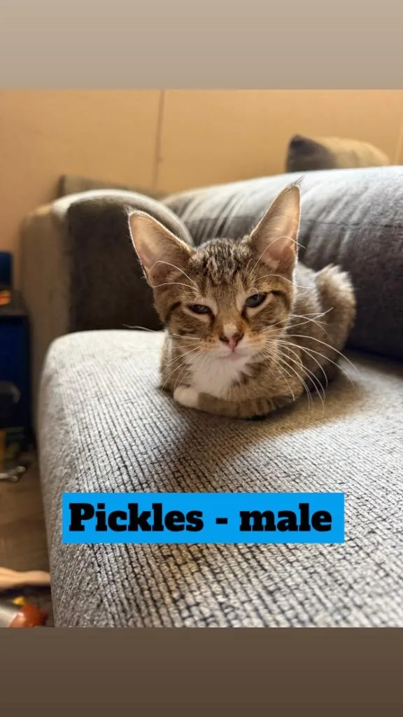 Pickles
