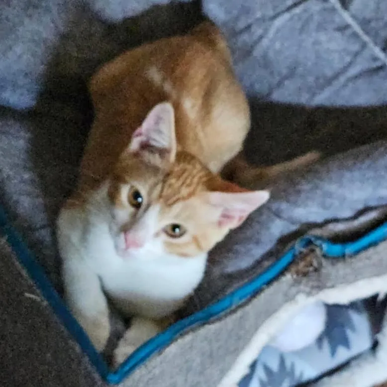 A baby small-sized male Orange / Red Domestic Short Hair cat named Shaggy for adoption in League City, TX