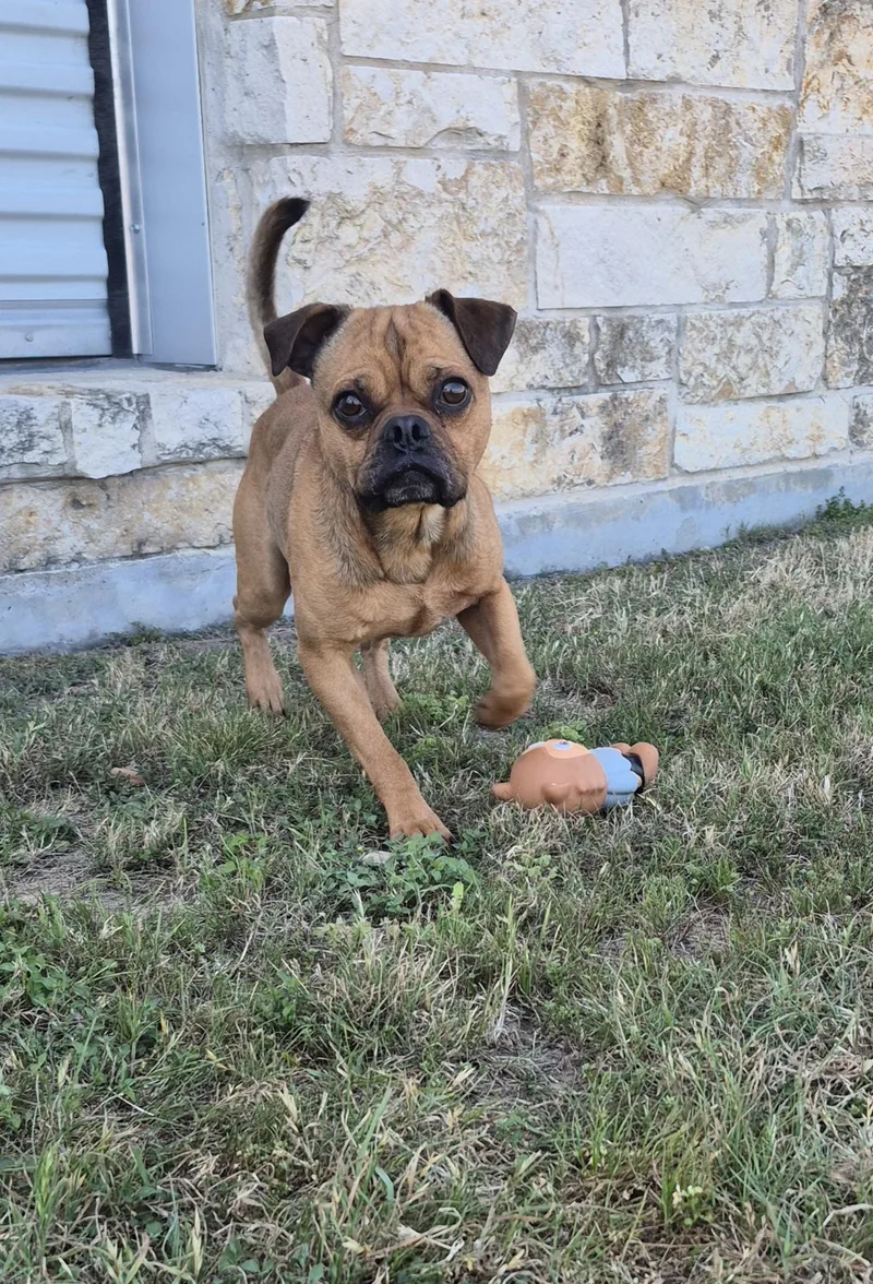 Biscotti thumbnail 3