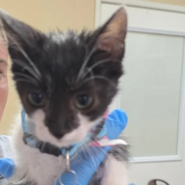 A baby small-sized female Smoke Domestic Short Hair cat named Frances for adoption in Santa Barbara, CA