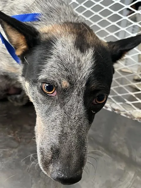 Sparkles  Urgent And
