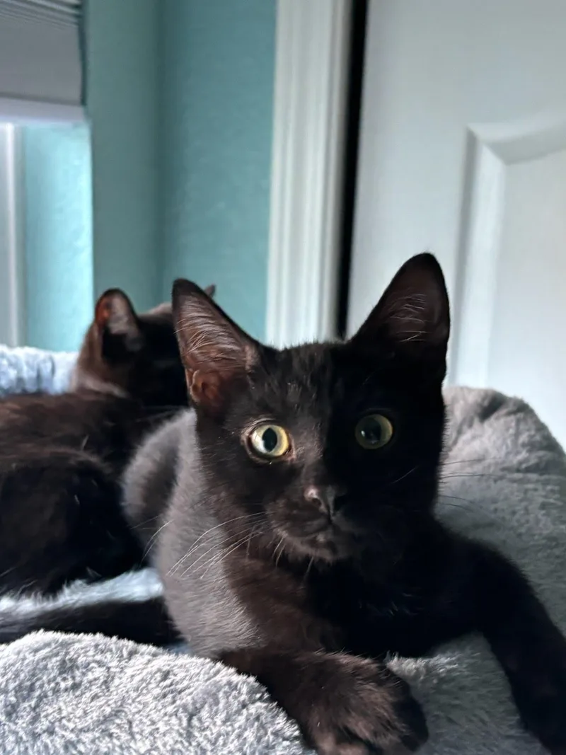 A baby medium-sized female Black Domestic Short Hair cat named Luna for adoption in Sacramento, CA