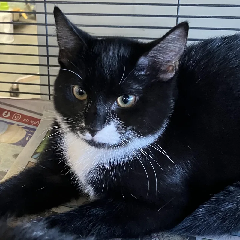 A baby medium-sized female Black & White / Tuxedo Domestic Short Hair cat named Jessica for adoption in Parma, OH