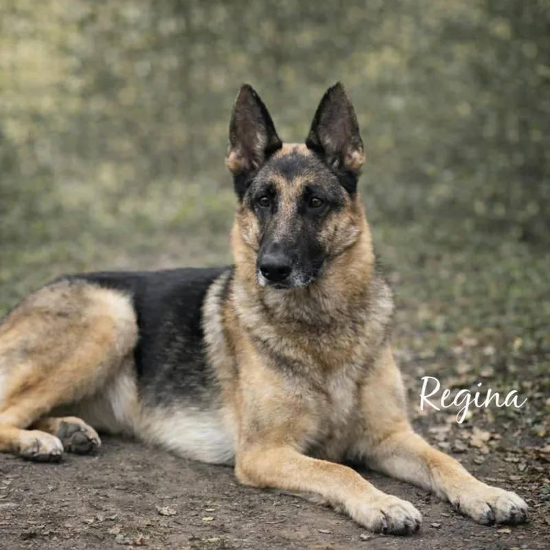 Regina