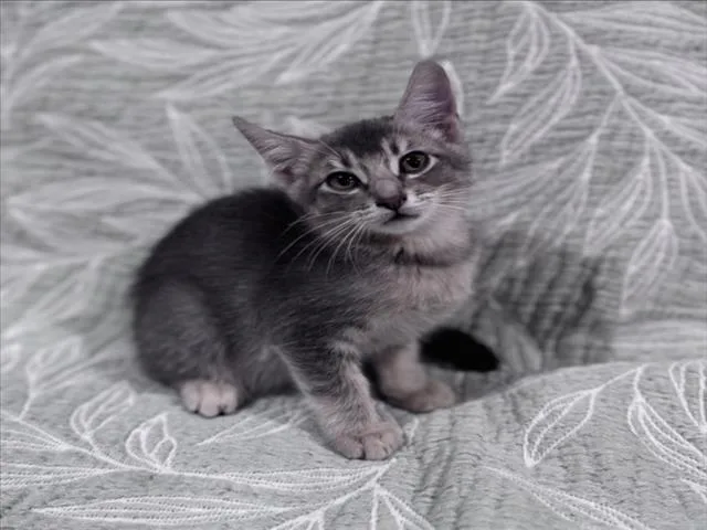 A baby small-sized male Gray / Blue / Silver Domestic Medium Hair cat named Andrew for adoption in Woodland, CA