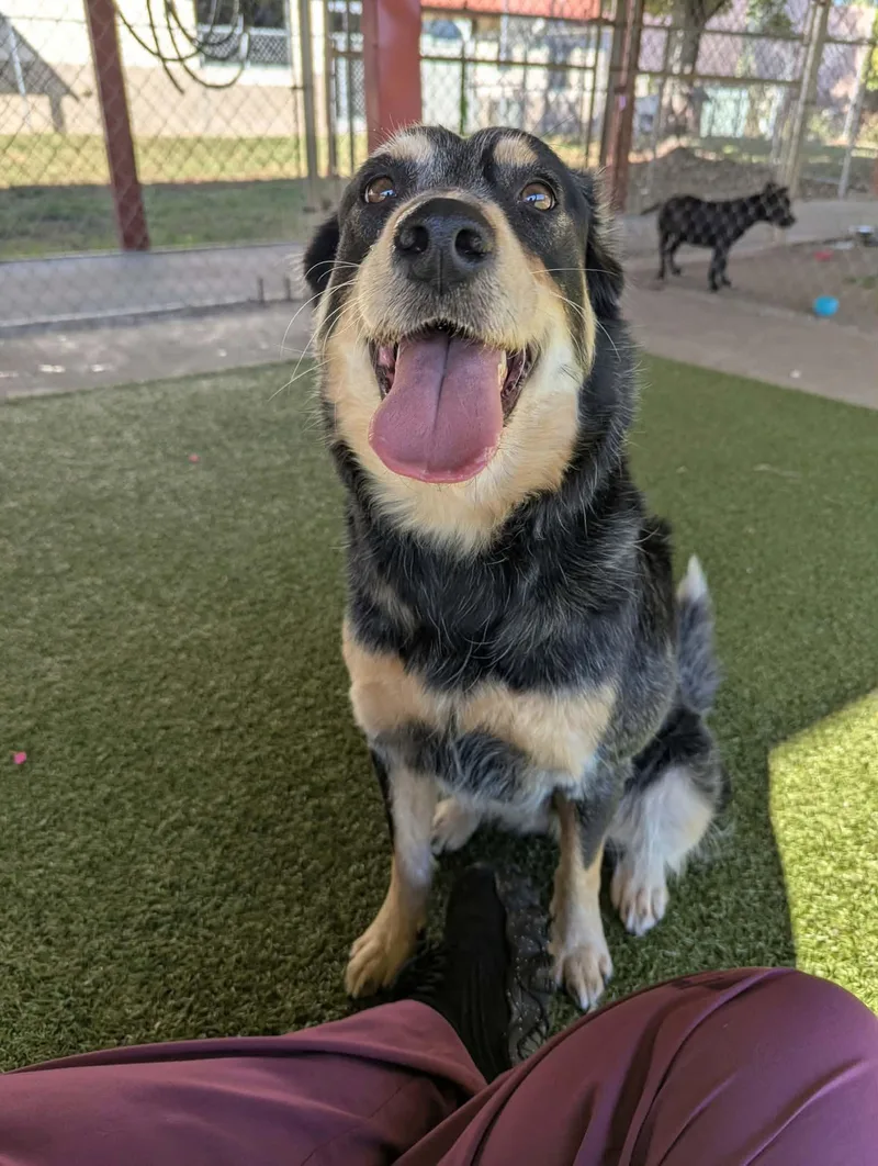 An adult medium-sized female Tricolor (Brown, Black, & White) Australian Cattle Dog / Blue Heeler named Sky for adoption in Fayetteville, AR