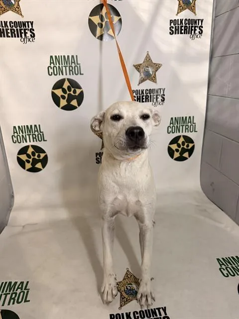 A young medium-sized female Labrador Retriever dog named Dez for adoption in Winter Haven, FL