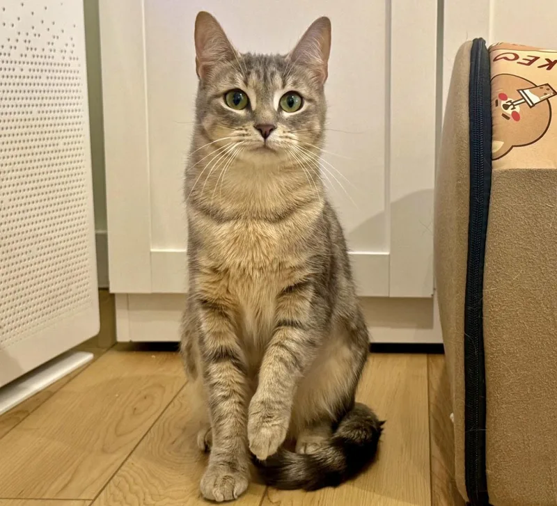 A young medium-sized female Tabby (Gray / Blue / Silver) Domestic Short Hair cat named Bean for adoption in North Haven, CT