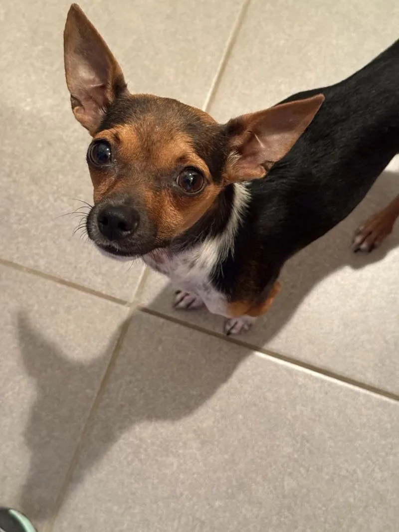 Pip