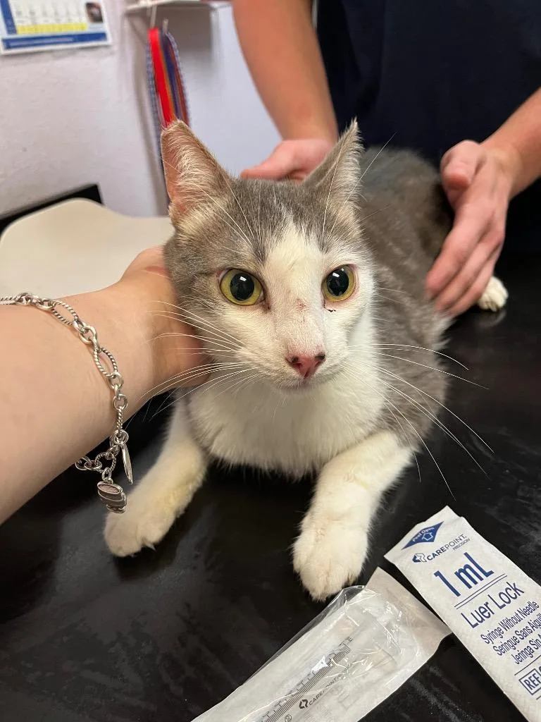 A young small-sized male Domestic Short Hair cat named Hermes for adoption in New Braunfels, TX