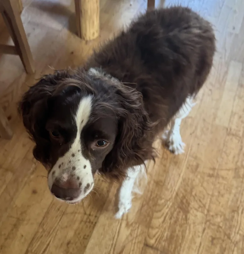An adult medium-sized male English Cocker Spaniel dog named Randy for adoption in Glenwood City, WI