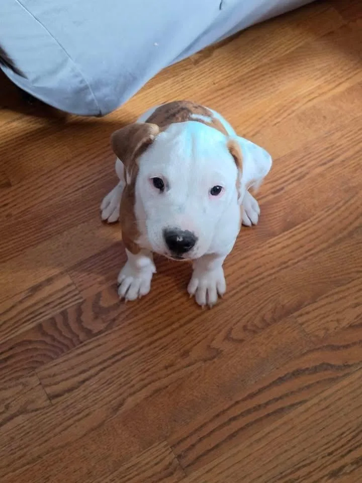 A baby medium-sized female Catahoula Leopard Dog dog named Shenandoah Orange for adoption in Charlotte, MI