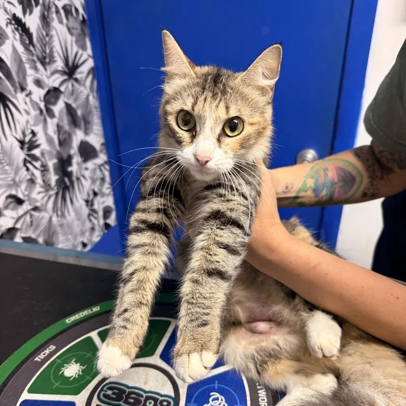 A young medium-sized female Tortoiseshell Domestic Medium Hair cat named Miranda for adoption in Wahiawa, HI