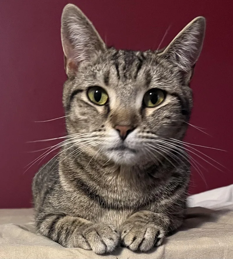 An adult medium-sized female Tabby (Brown / Chocolate) Domestic Short Hair cat named Zoe for adoption in Columbia, SC