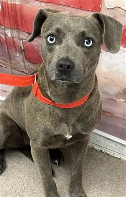 A young medium-sized female Pit Bull Terrier dog named Roxy for adoption in San Bernardino, CA