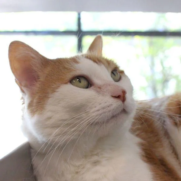 A senior small-sized female Domestic Short Hair cat named Candy for adoption in Des Moines, IA