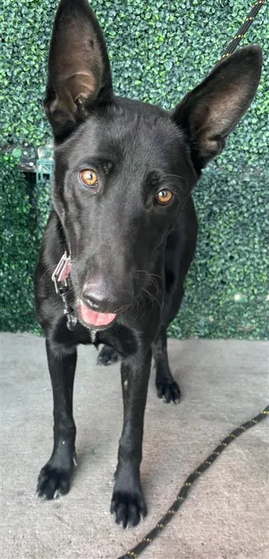 A young large-sized male Black German Shepherd Dog dog named 61396818 for adoption in El Paso, TX