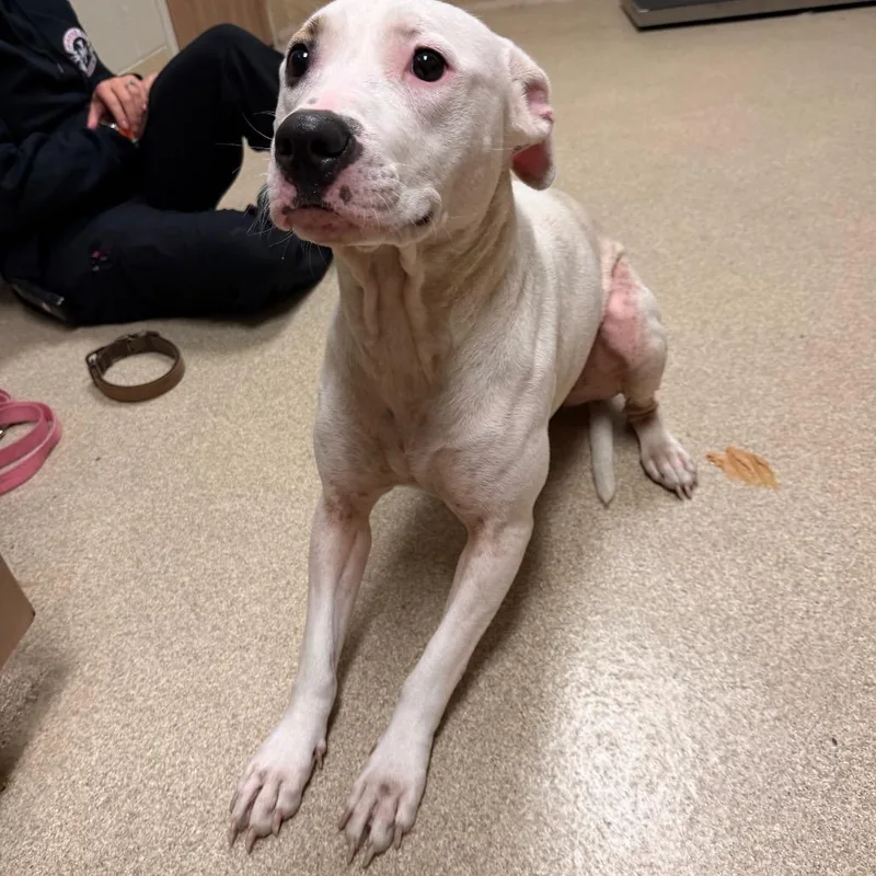 An adult medium-sized female Pit Bull Terrier dog named Kaya for adoption in Bristol, IN