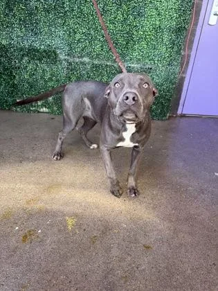 A baby large-sized female Pit Bull Terrier dog named 61786981 for adoption in El Paso, TX