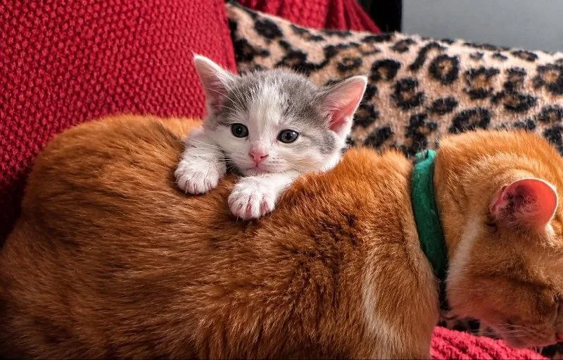 A young medium-sized female Gray & White Domestic Short Hair cat named Scarlett for adoption in Knoxville, TN