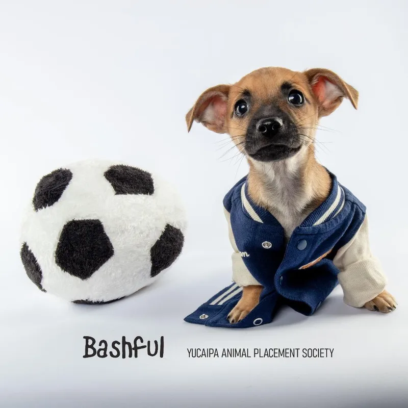 Bashful