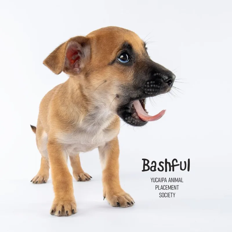 Bashful thumbnail 3