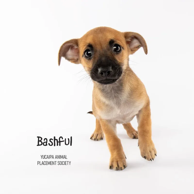 Bashful thumbnail 5