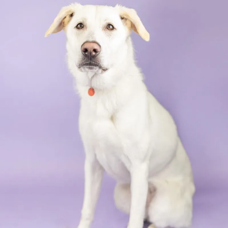 An adult medium-sized female White / Cream German Shepherd Dog dog named Bianca for adoption in Portland, OR
