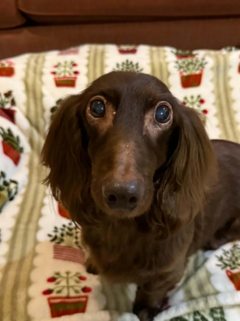 A senior small-sized male Dachshund dog named Buckeye for adoption in Port Clinton, OH