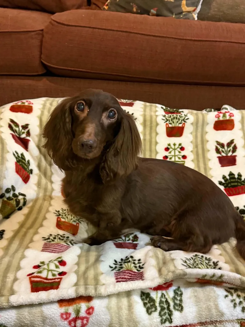 Buckeye thumbnail 3