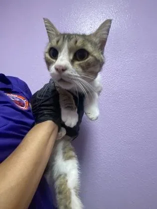 A young small-sized male Buff / Tan / Fawn Domestic Short Hair cat named 61408766 for adoption in El Paso, TX