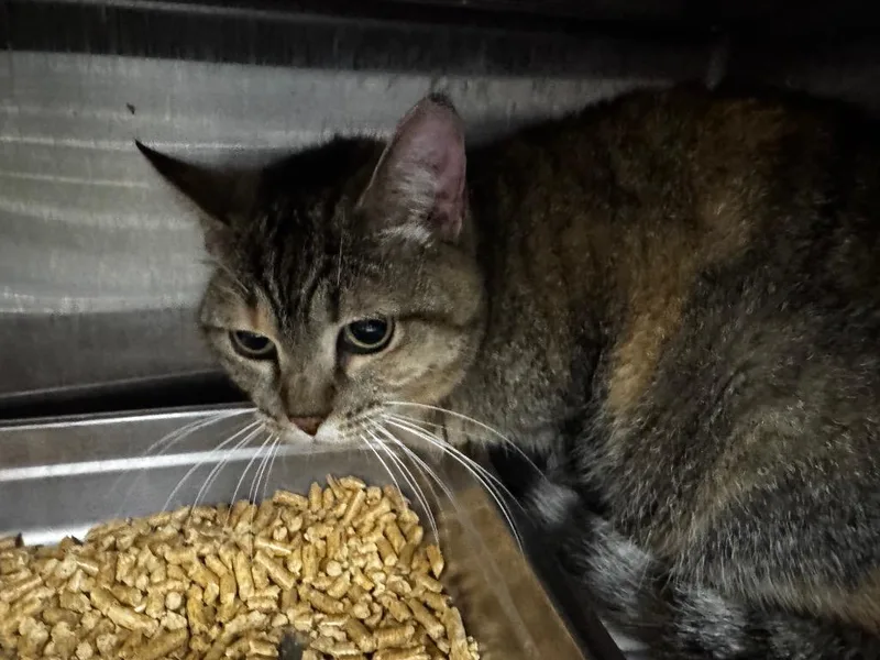 An adult medium-sized female Domestic Short Hair cat named Molly for adoption in Shelbyville, TN