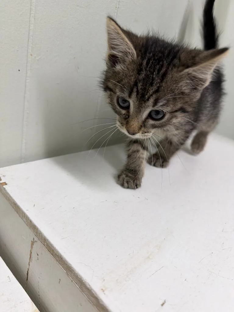 A baby medium-sized female Domestic Short Hair cat named Starfish for adoption in Virginia, MN
