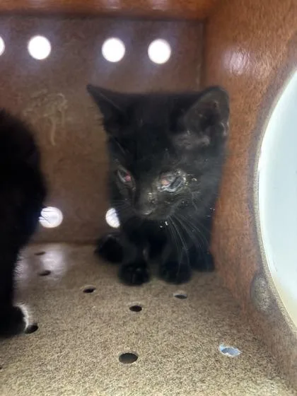 A baby small-sized male Black Domestic Short Hair cat named 61426538 for adoption in El Paso, TX