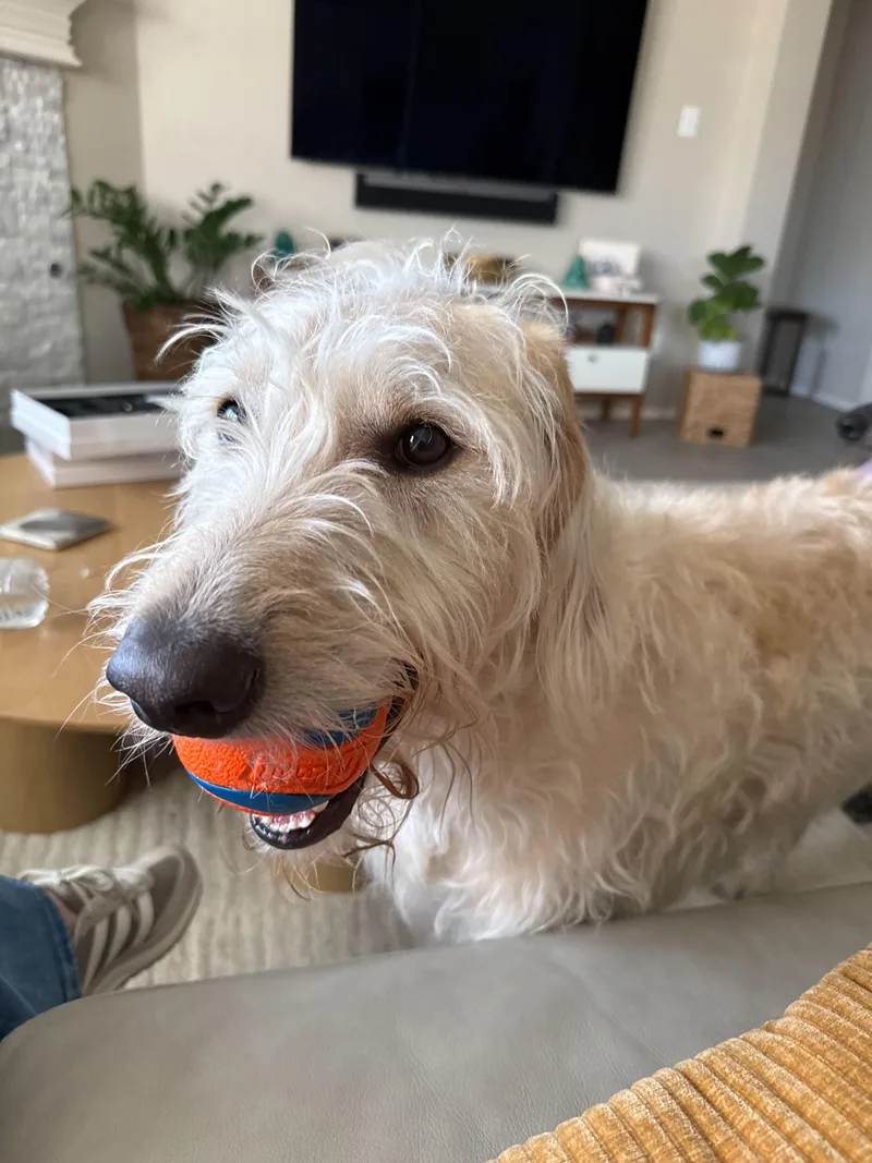 Trex & Luna thumbnail 2